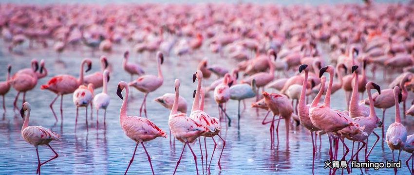 埃爾門泰塔湖-火鶴鳥